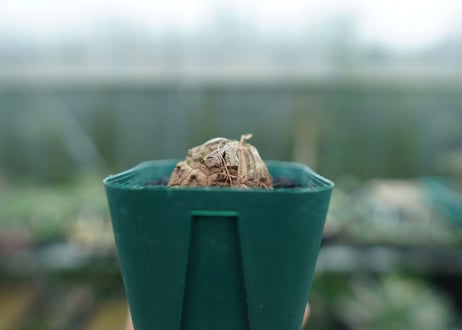 亀甲竜　Dioscorea elephantipes　No.4