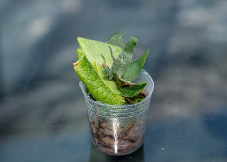 P. willinckii 'Bacteria' (spore)
