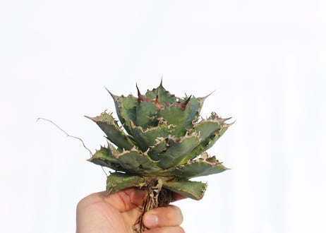 Agave titanota FO-76 dwarf  compacta  no.3