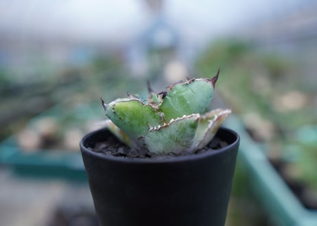 アガベ　チタノタ　 ブラックアンドブルー 　Agave titanota black and blue　No.2