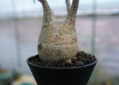 パキポディウム　グラキリス　Pachypodium  Gracilius No.4