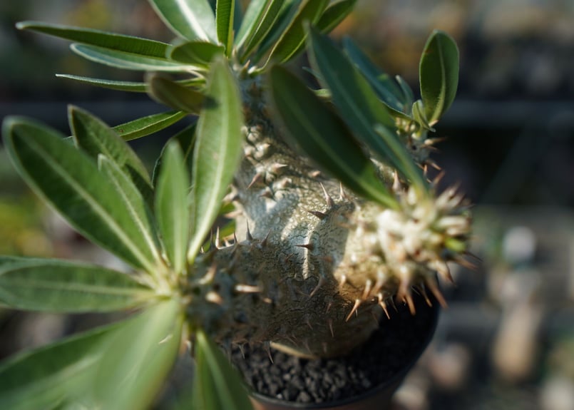パキポディウム 伊藤ハイブリッド Pachypodium 'Itoh Hybrid' | ma