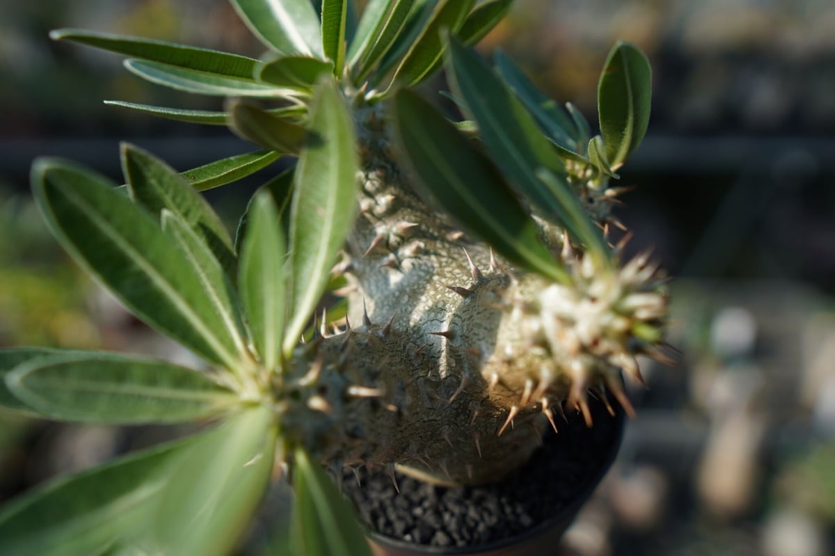 パキポディウム 伊藤ハイブリッド Pachypodium 'Itoh Hybrid' | ma