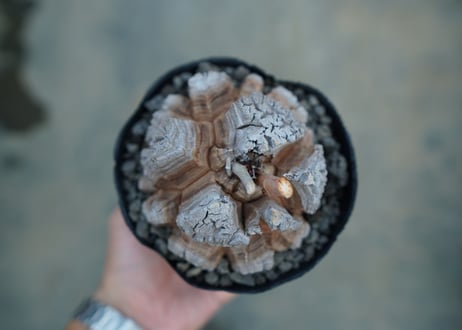 【長谷川園芸産】亀甲竜　Dioscorea elephantipes　No.4