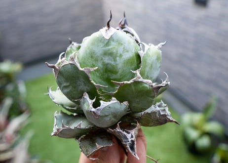 Agave B&B  №6