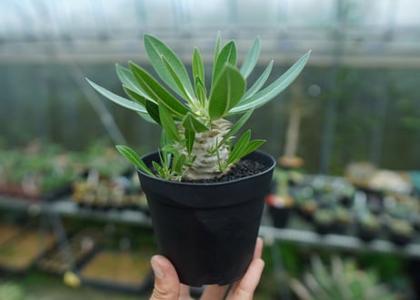 パキポディウム　恵比寿大黒　Pachypodium Densicaule　No.4