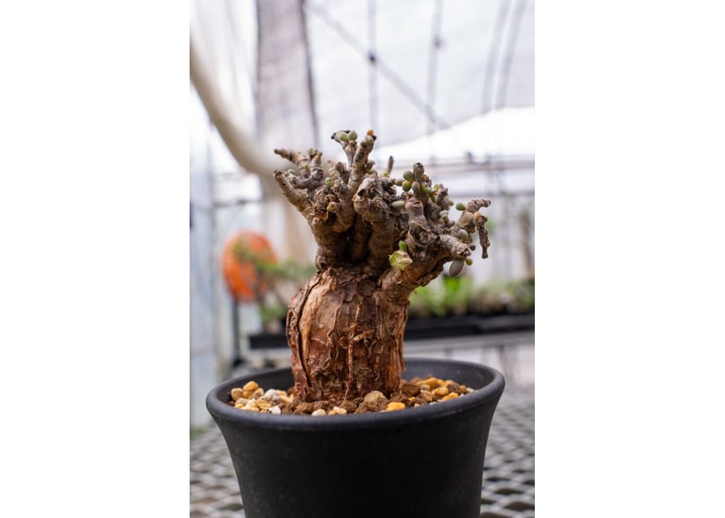 ケラリア ピグマエア | mana's farm:塊根植物・アガベ・ドライガーデン