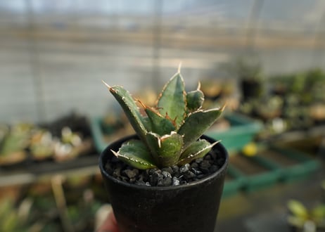 アガベ　チタノタ　FO-76　Agave titanota  FO-76　No.1