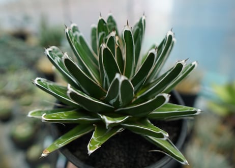 アガベ　笹の雪　Agave victoriae reginae