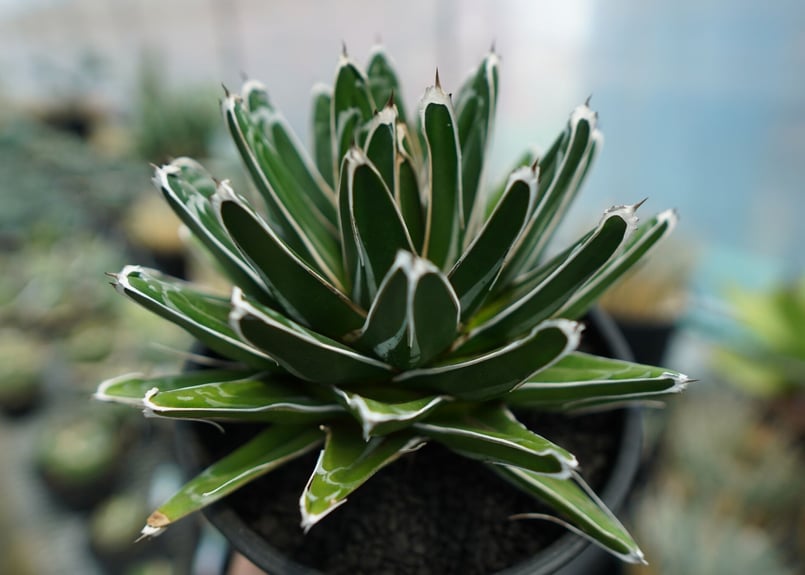 アガベ 笹の雪 Agave victoriae reginae | mana's farm:塊