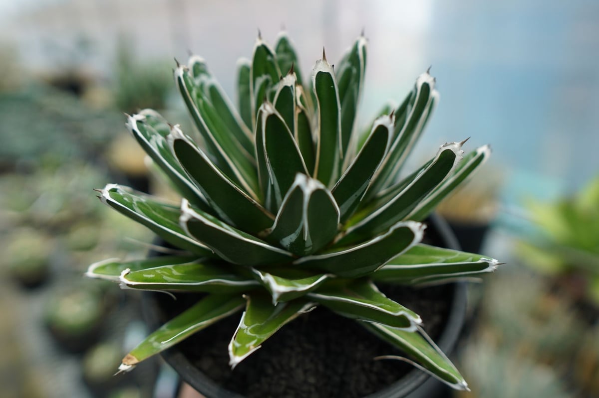 アガベ 笹の雪 Agave victoriae reginae | mana's green: アガベ 笹の雪 Agave victoriae reginae | mana's green: