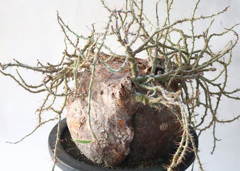 パキポディウム ビスピノーサム 特大株 | mana's green:塊根植物 パキポディウム ビスピノーサム 特大株 | mana's green:塊根植物