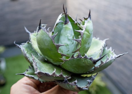 Agave B&B A NO.1