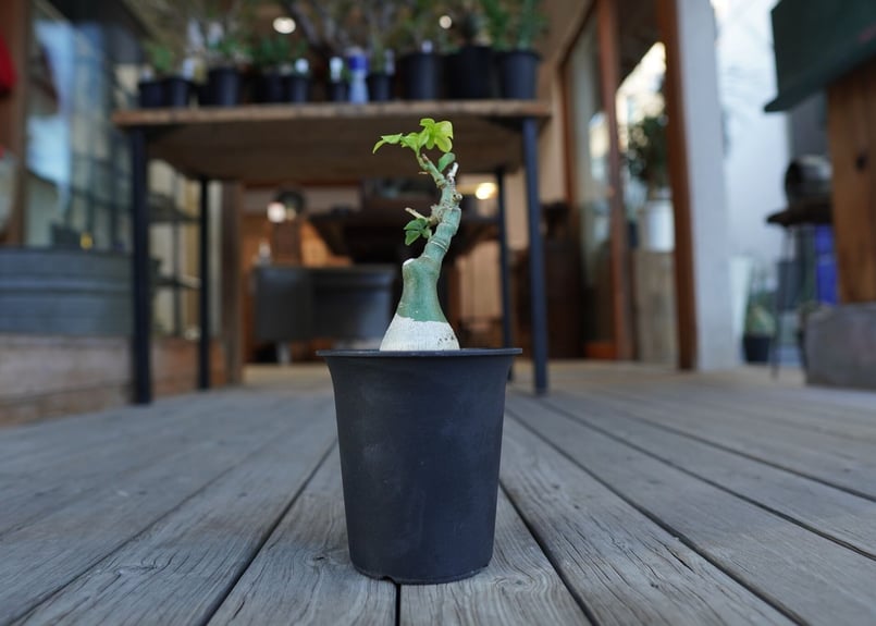 最終値下げ　アデニアグラウカ 最終値下げ アデニアグラウカ アデニア・グラウカ | OSLO