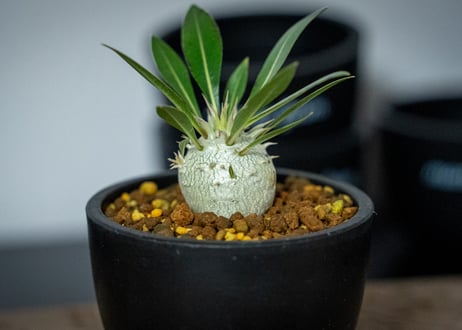 パキポディウム　ロスラーツム　Pachypodium rosulatum