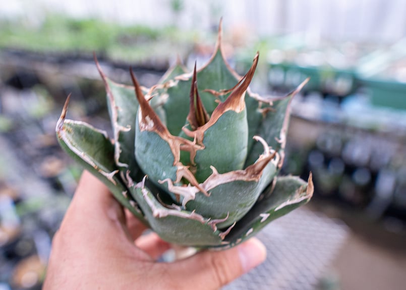 アガベ白鯨 アガベ・白鯨｜Agave titanota 'Hakugei' 現物株138 アガベ