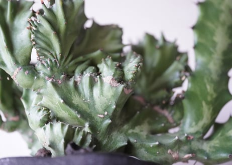 Euphorbia lactea cv.cristata