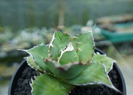 アガベ　チタノタ 　Agave titanota No.3