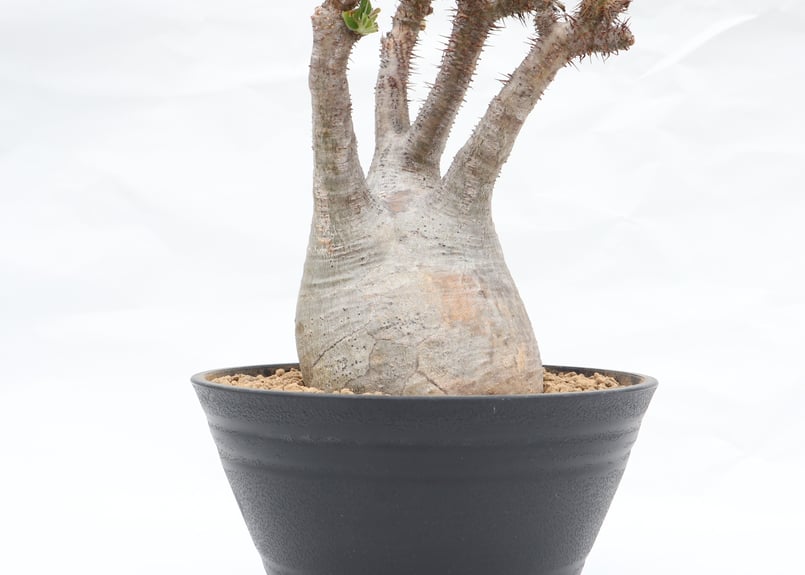 古*R様 パキポディウム グラキリス 未発根 ベアルート 現地株 美形 古*R様 パキポディウム グラキリス 未発根 ベアルート 現地株 美形