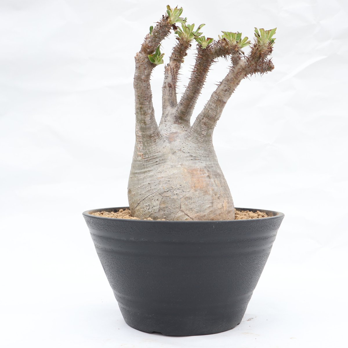 パキポディウム グラキリス 未発根 | mana's green:塊根植物販売 パキポディウム グラキリス 未発根 | mana's green:塊根植物販売
