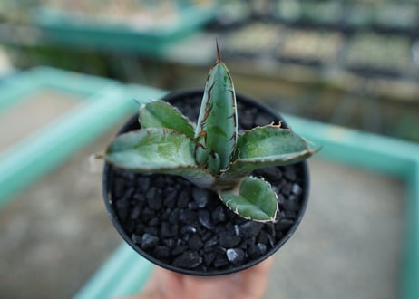 アガベ　チタノタ　 ブラックアンドブルー 　Agave titanota black and blue　No.8