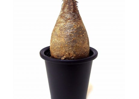 Pachypodium Gracilius パキポディウム  グラキリス  №7  little