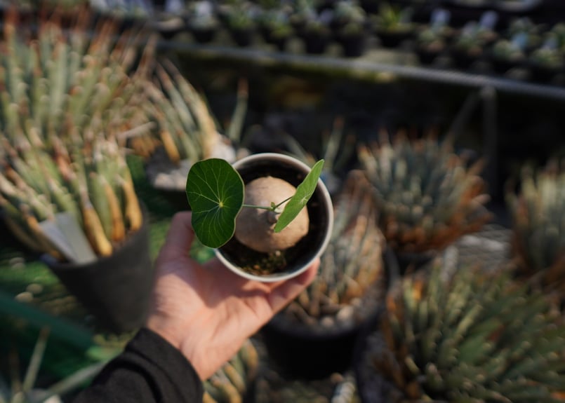 ステファニア エレクタ Stephania erecta NO.2 | mana's farm