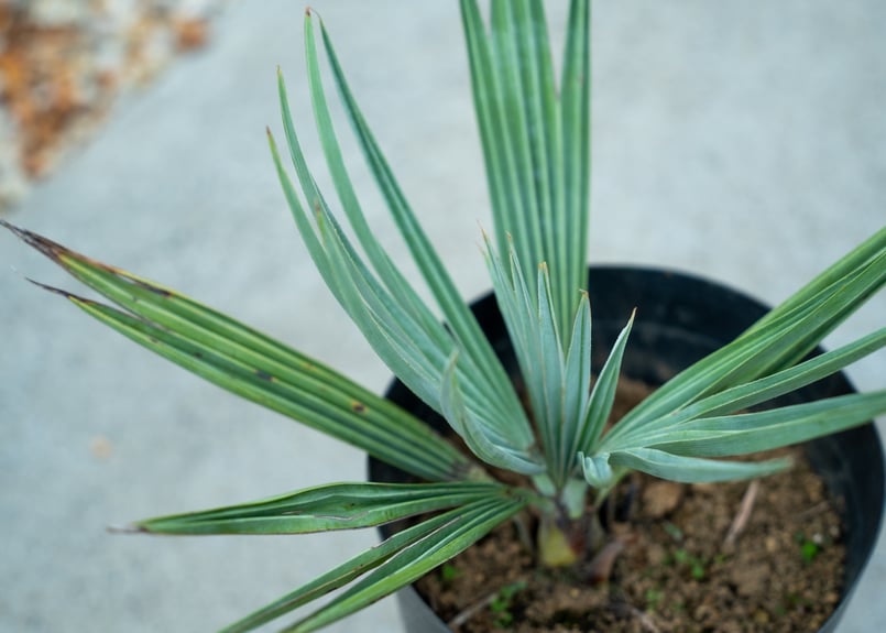 ブラヘア アルマータ | mana's farm:塊根植物・アガベ・ドライガーデン