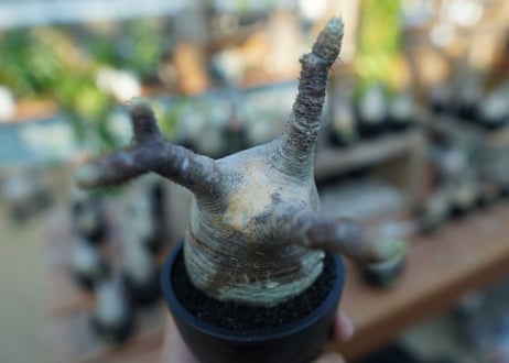 【未発根】パキポディウム　グラキリス　 Pachypodium Gracilius  No.19