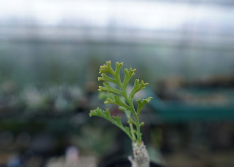 ペラルゴニウム　カルノーサム　Pelargonium carnosum