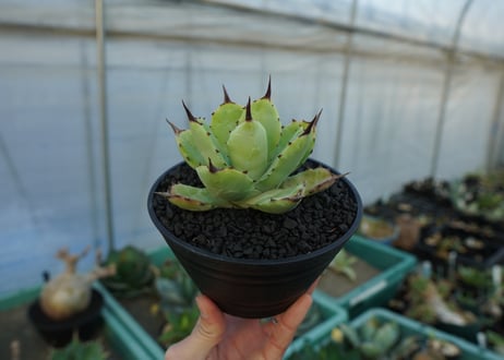 アガベ　マクロアカンサ×ポタトラム　 Agave macroacantha×potatorum