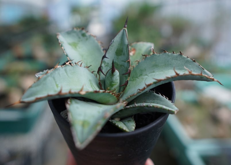 アガベ チタノタ ブルー Agave Titanota Blue No.2 | mana's