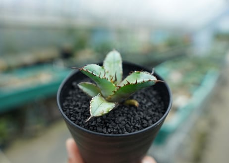 アガベ　チタノタ　 ブラックアンドブルー 　Agave titanota black and blue　No.2