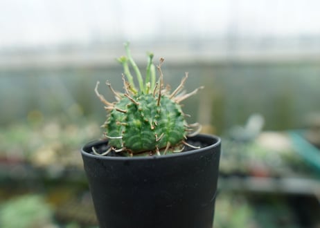 ユーフォルビア　バリダ　Euphorbia valida　No.6