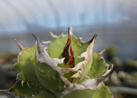agave titanota 獅子光　lion light No.4