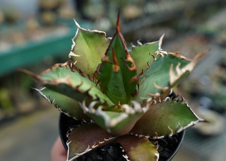 アガベ　チタノタ　グリーンキャットウィーズル　Agave titanota Green catweezle