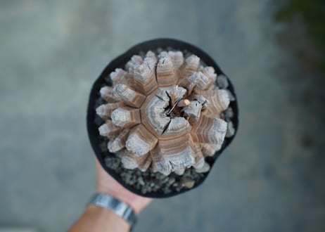 【長谷川園芸産】亀甲竜　Dioscorea elephantipes　No.2