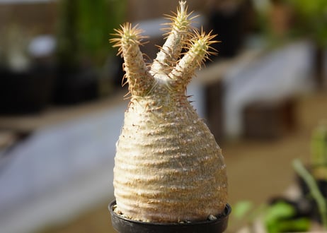 パキポディウム グラキリス　No.11
