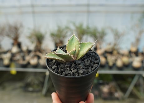 アガベ　チタノタ　MR01　agave titanota MR01