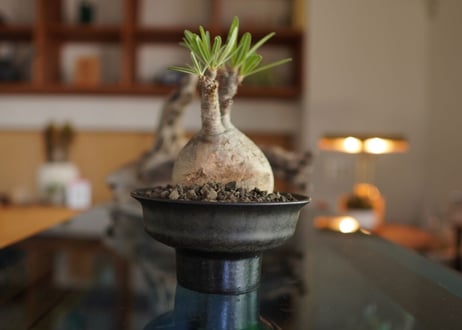 パキポディウム　グラキリス　 Pachypodium Gracilius