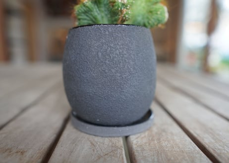 モンビレア 残雪の峰　Monvillea spegazzinii