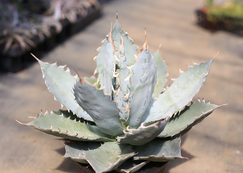 アガベ ホワイトアイス | mana's farm:塊根植物・アガベ・ドライ