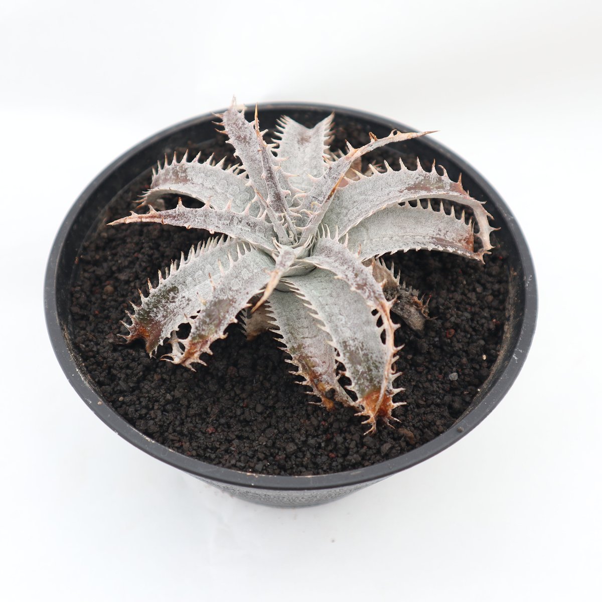 レア ディッキア Dyckia ‘Arizona’ x 'Keswick' レア ディッキア Dyckia 'Arizona' x 'Keswick'