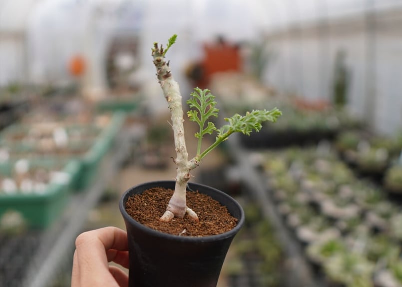 ペラルゴニウム カルノーサム 《1》 | mana's farm:塊根植物