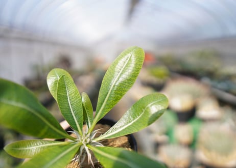 パキポディウム　恵比寿大黒 Pachypodium Densicaule　No.1