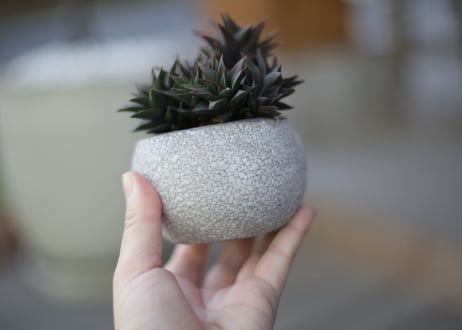 ハオルチア 五重の塔 Haworthia tortuosa