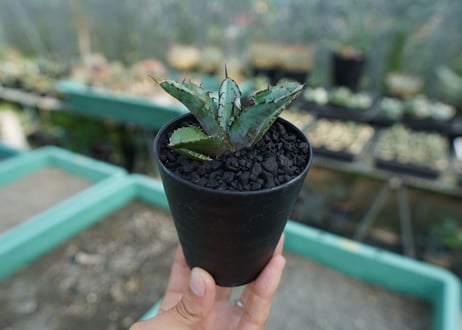 CATEGORY アガベ | mana's farm:塊根植物・アガベ・ドライガーデン植物