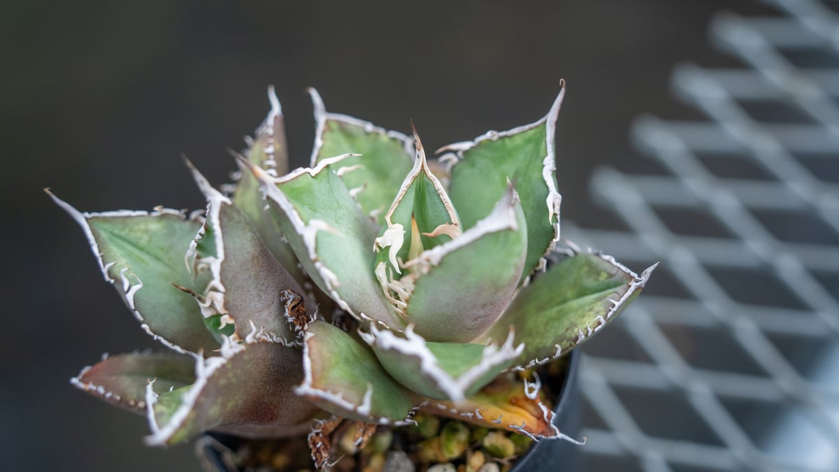 アガベ チタノタ FO-76 Agave titanota ”FO-76