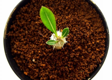 Pachypodium rosulatum var. horombense　パキポディウム ホロンベンセ　実生苗  №2