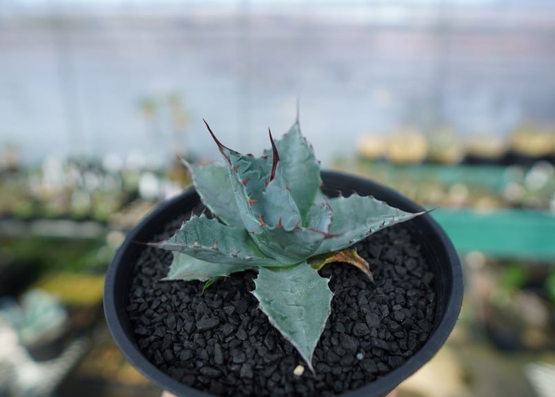 アガベ パラサナ ”トライアンファント” Agave Parrasana 